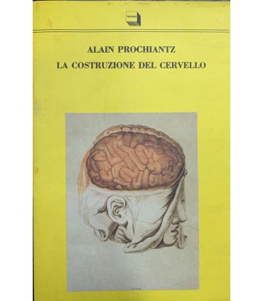 La costruzione del cervello.
