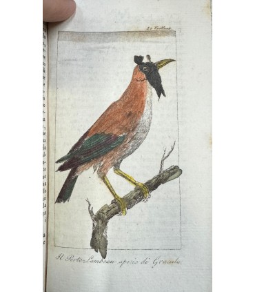 Primo viaggio di F.F.V. nell'interno dell'Africa per capo buona speranza.