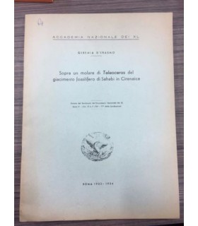 Sopra un molare di Teleoceras del giacimento fossilifero di Sahabi in Cirenaica