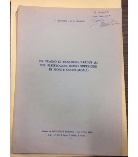 Un cranio di Panthera Pardus (L) del pleistocene medio superiore di Monte sacro (Roma)
